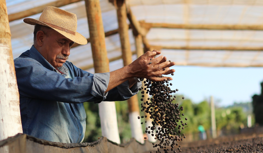 Testimonios de Amantes del Café: ¿Por Qué Elegir Café La Fraylesca